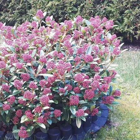 2 Quint * Altenkirchen (Mecklenburg-Vorpommern)